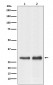 RPL7A Antibody